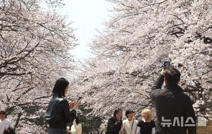 [인천=뉴시스] 전진환 기자 = 10일 인천 서구 SK인천석유화학 벚꽃동산을 찾은 시민들이 산책로를 걸으며 봄을 만끽하고 있다. SK인천석유화학은 지난 8일부터 13일까지 6일 동안 지역주민들을 대상으로 벚꽃동산 산책로를 임시 개방한다. 2025.04.10. amin2@newsis.com