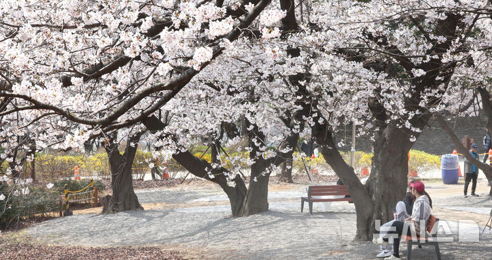 [인천=뉴시스] 전진환 기자 = 10일 인천 서구 SK인천석유화학 벚꽃동산을 찾은 시민들이 산책로를 걸으며 봄을 만끽하고 있다. SK인천석유화학은 지난 8일부터 13일까지 6일 동안 지역주민들을 대상으로 벚꽃동산 산책로를 임시 개방한다. 2025.04.10. amin2@newsis.com
