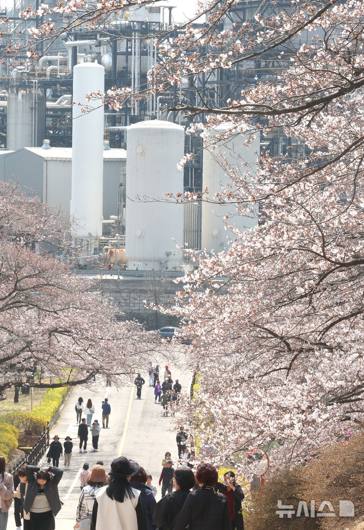 [인천=뉴시스] 전진환 기자 = 10일 인천 서구 SK인천석유화학 벚꽃동산을 찾은 시민들이 산책로를 걸으며 봄을 만끽하고 있다. SK인천석유화학은 지난 8일부터 13일까지 6일 동안 지역주민들을 대상으로 벚꽃동산 산책로를 임시 개방한다. 2025.04.10. amin2@newsis.com