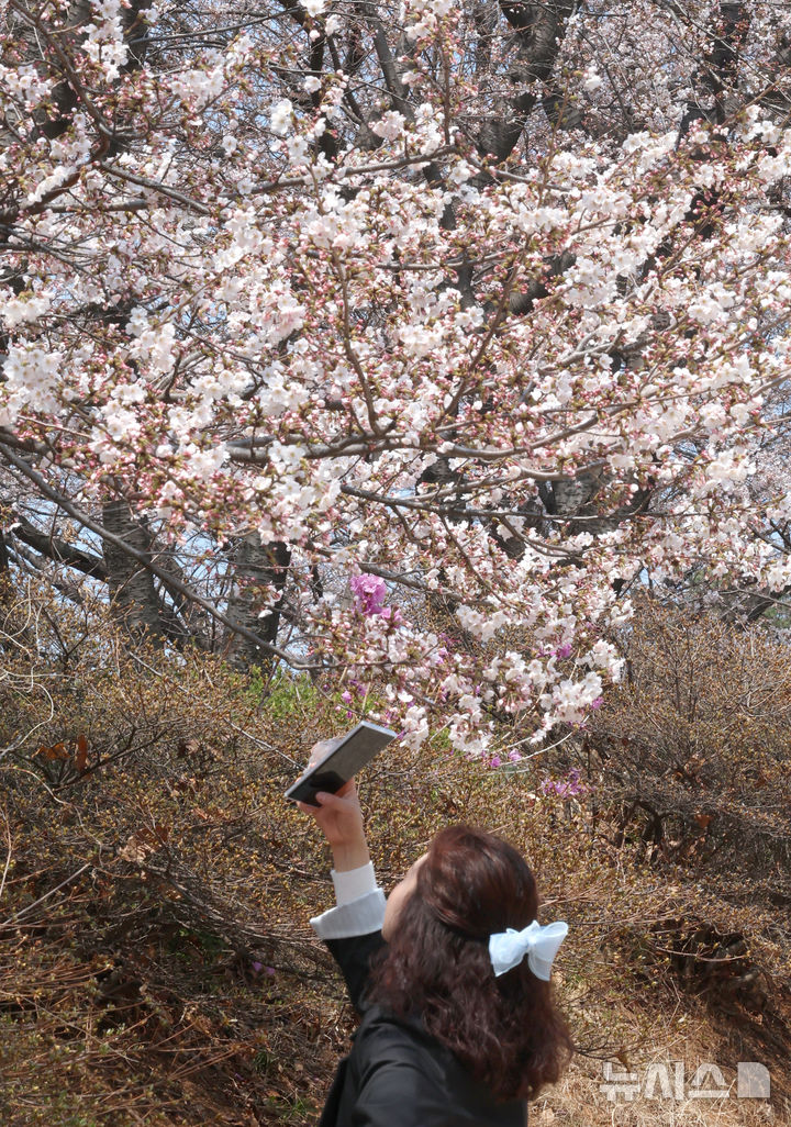 [인천=뉴시스] 전진환 기자 = 10일 인천 서구 SK인천석유화학 벚꽃동산을 찾은 시민들이 산책로를 걸으며 봄을 만끽하고 있다. SK인천석유화학은 지난 8일부터 13일까지 6일 동안 지역주민들을 대상으로 벚꽃동산 산책로를 임시 개방한다. 2025.04.10. amin2@newsis.com