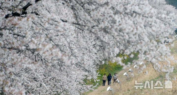[완주=뉴시스] 김얼 기자 = 쌀쌀한 봄 날씨가 이어지고 있는 10일 전북 완주군 구이면 구이저수지 일원을 지나는 시민들이 마지막 벚꽃을 구경하며 산책을 즐기고 있다. 2025.04.10. pmkeul@newsis.com