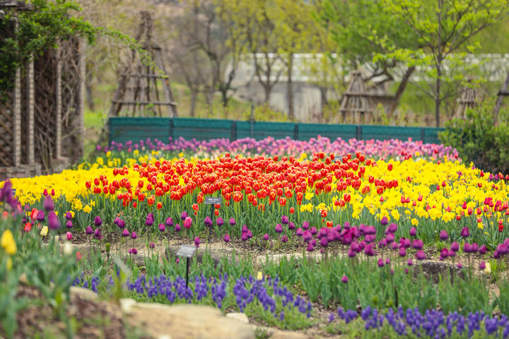  [봉화=뉴시스] 국립백두대간수목원 무지개정원 튤립. (사진=뉴시스 DB). photo@newsis.com&nbsp; *재판매 및 DB 금지