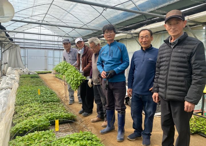 원주 치악산 고구마 조직배양 무병묘 보급. *재판매 및 DB 금지