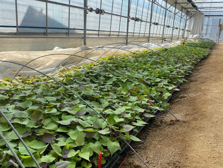 원주 치악산 고구마 조직배양 무병묘 보급. *재판매 및 DB 금지