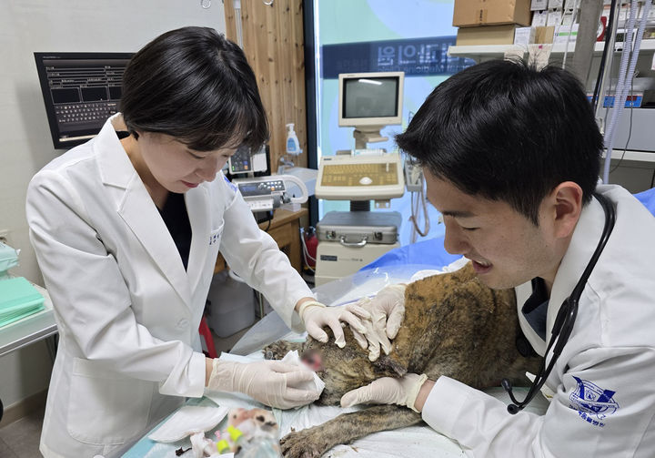 [대구=뉴시스] 경북대 수의대, 청송 산불 피해 동물 진료 봉사 (사진=경북대 제공) photo@newsis.com *재판매 및 DB 금지