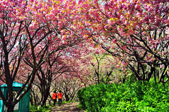[부산=뉴시스] 2024년 만개한 중앙공원 겹벚꽃 전경 (사진=부산시설공단 제공) 2025.04.11. photo@newsis.com *재판매 및 DB 금지