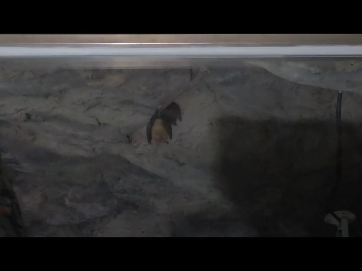 [동해=뉴시스] 지난 8일 오후 7시께 도심 속 천연 동굴인 천곡황금박쥐동굴에서 포착된 황금박쥐 모습. (사진=동해시 제공) photo@newsis.com *재판매 및 DB 금지