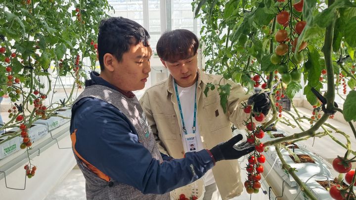 [세종=뉴시스] 경북 상주시 '상주스마트팜혁신밸리 실증단지' '토마토 수확 체험 프로그램' 체험 모습. (사진=한국농업기술진흥원 제공) *재판매 및 DB 금지