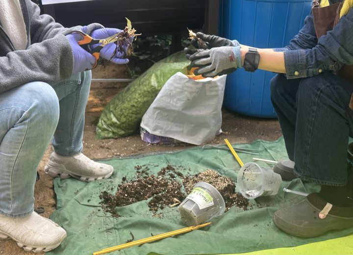 [서울=뉴시스] 주은서 인턴기자 = 지난 11일 오전 서울 서초구 내곡동 반려식물병원에서 식물 치료사들이 황재성(36)씨의 화이트콩고(관상식물) 뿌리를 들여다보고 있다. 2025.04.11. dmstj1654@naver.com *재판매 및 DB 금지