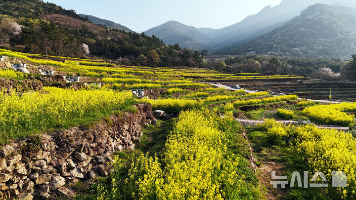 [남해=뉴시스] 차용현 기자 = 11일 오전 경남 남해군 상주면 두모마을 다랭이 논에 유채꽃이 흐드러지게 피어 장관을 이루고 있다. 남해군은 이곳에 파라다랑스라는 꽃별테마공원을 조성했다. '파라다랑스'는 '파라다이스(paradise)'와 한국의 전통적인 농업을 상징하는 '다랑논'의 합성어다. 자연과 문화의 조화로운 만남을 표현한 이름이다. 2025.04.11. con@newsis.com