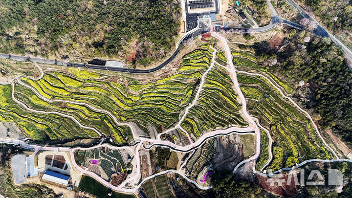 [남해=뉴시스] 차용현 기자 = 11일 오전 경남 남해군 상주면 두모마을 다랭이 논에 유채꽃이 흐드러지게 피어 장관을 이루고 있다. 남해군은 이곳에 파라다랑스라는 꽃별테마공원을 조성했다. '파라다랑스'는 '파라다이스(paradise)'와 한국의 전통적인 농업을 상징하는 '다랑논'의 합성어다. 자연과 문화의 조화로운 만남을 표현한 이름이다. 2025.04.11. con@newsis.com