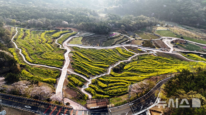 [남해=뉴시스] 차용현 기자 = 11일 오전 경남 남해군 상주면 두모마을 다랭이 논에 유채꽃이 흐드러지게 피어 장관을 이루고 있다. 남해군은 이곳에 파라다랑스라는 꽃별테마공원을 조성했다. '파라다랑스'는 '파라다이스(paradise)'와 한국의 전통적인 농업을 상징하는 '다랑논'의 합성어다. 자연과 문화의 조화로운 만남을 표현한 이름이다. 2025.04.11. con@newsis.com