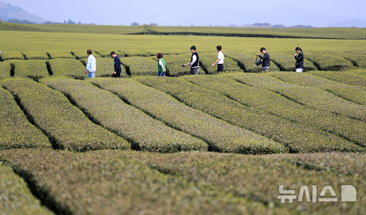 [서귀포=뉴시스] 우장호 기자 = 맑은 날씨를 보인 11일 오후 제주 서귀포시 안덕면 오설록 녹차밭을 찾은 관광객들이 산책을 하며 즐거운 시간을 보내고 있다. 2025.04.11. woo1223@newsis.com