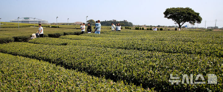 [서귀포=뉴시스] 우장호 기자 = 맑은 날씨를 보인 11일 오후 제주 서귀포시 안덕면 오설록 녹차밭을 찾은 관광객들이 산책을 하며 즐거운 시간을 보내고 있다. 2025.04.11. woo1223@newsis.com
