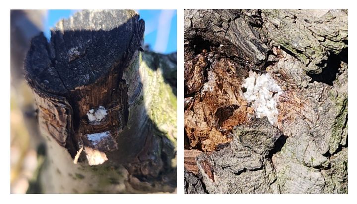 배나무 거친껍질 밑에서 월동 중인 가루깍지벌레 알 덩어리. (사진 = 농촌진흥청 제공) 2025.04.12. *재판매 및 DB 금지