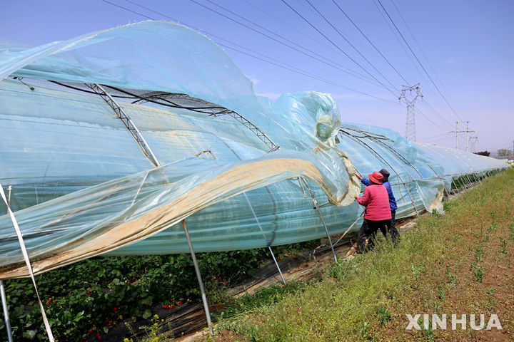 [자오장(중국)=신화/뉴시스]12일 중국 산둥성 자오장시의 한 농가에서 농부들이 강풍에 맞서 비닐하우스를 보강하고 있다. 