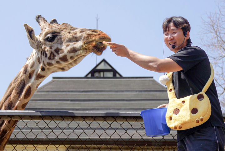 [광주=뉴시스] 광주 우치동물원, 기린 이야기. (사진=광주시청 제공). photo@newsis.com *재판매 및 DB 금지