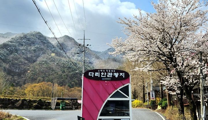 [단양=뉴시스] 이병찬 기자 = 반짝 추위가 찾아온 13일 충북 단양군 소백산에 내린 눈과 다리안관광지 벚꽃이 시간과 계절을 초월한 백색 풍경을 연출하고 있다.(사진=독자 제공)2025.04.13.photo@newsis.com *재판매 및 DB 금지