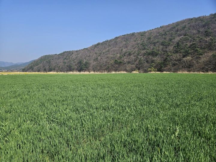 [보령=뉴시스] 보령시 웅천읍 노천리 웅천천 고수부지 청보리꽃. (사진=보령시청 제공 *재판매 및 DB 금지