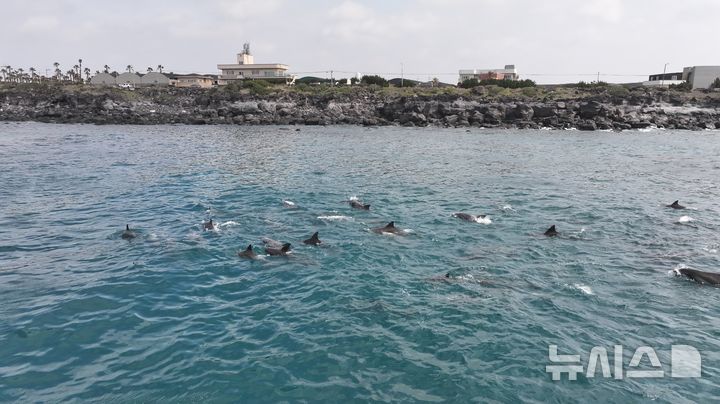 [제주=뉴시스] 해양보호구역으로 지정된 제주 서귀포시 대정읍 신도리와 무릉리 앞바다를 유영하는 남방큰돌고래. (사진=다큐제주 제공) photo@newsis.com