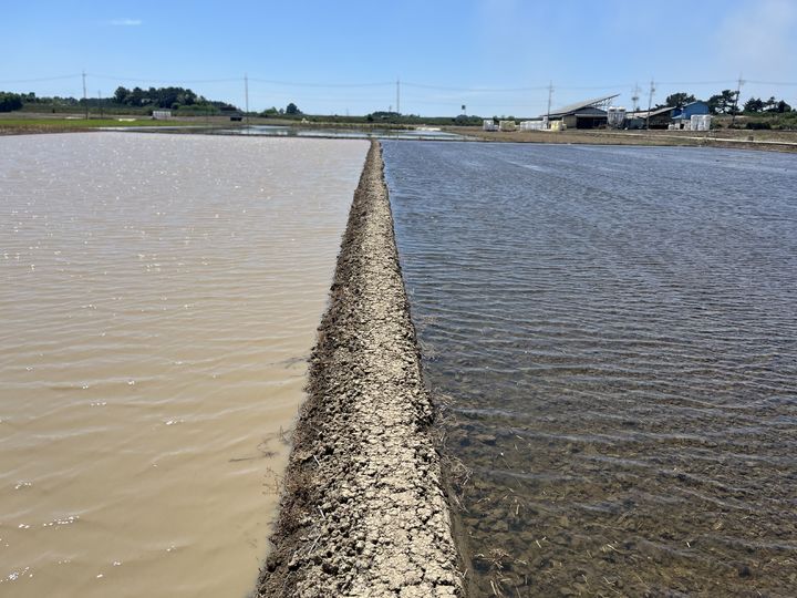 [세종=뉴시스] 이앙 전 무논 써레질과 마른논 써레질 모습. (사진=농촌진흥청 제공) *재판매 및 DB 금지