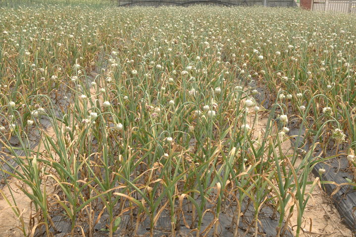 [세종=뉴시스] 종자용 마늘종 재배 사진. (사진=농촌진흥청 제공) *재판매 및 DB 금지