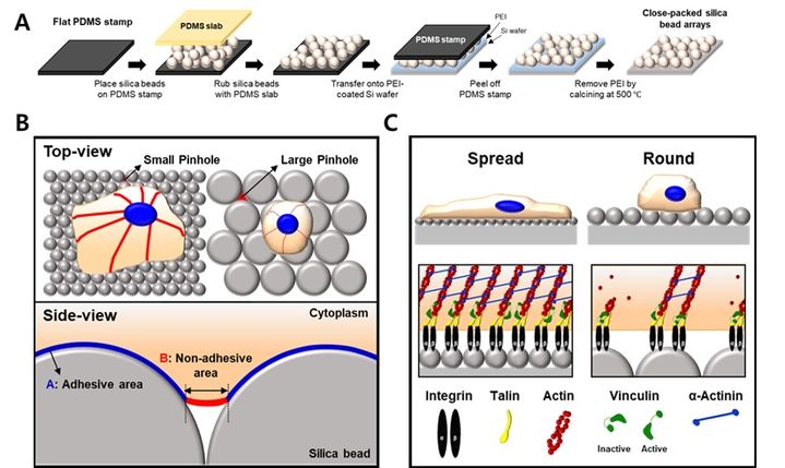 한양대가 세포 이동성과 성장 조절하는 나노 표면 초점 접착 역학을 규명했다. (사진=한양대 제공) *재판매 및 DB 금지