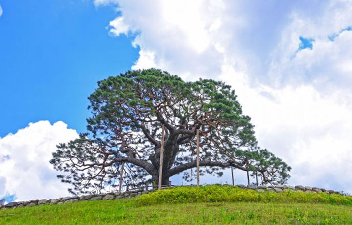 산림청 2025년 올해의 나무로 선정된 영월 솔고개 소나무 전경.(사진=영월군 제공) *재판매 및 DB 금지