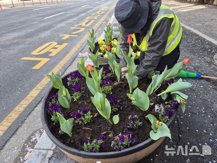 [용인=뉴시스]용인시 수지구 도로변의 봄꽃 심기(사진=용인시 수지구청 제공)