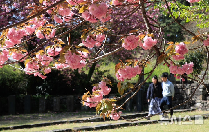 [제주=뉴시스] 우장호 기자 = 맑은 날씨를 회복한 14일 오전 제주 도내 대표적인 겹벚꽃 명소인 감사공 묘역을 찾은 관광객들이 산책을 하고 있다. 2025.04.14. woo1223@newsis.com