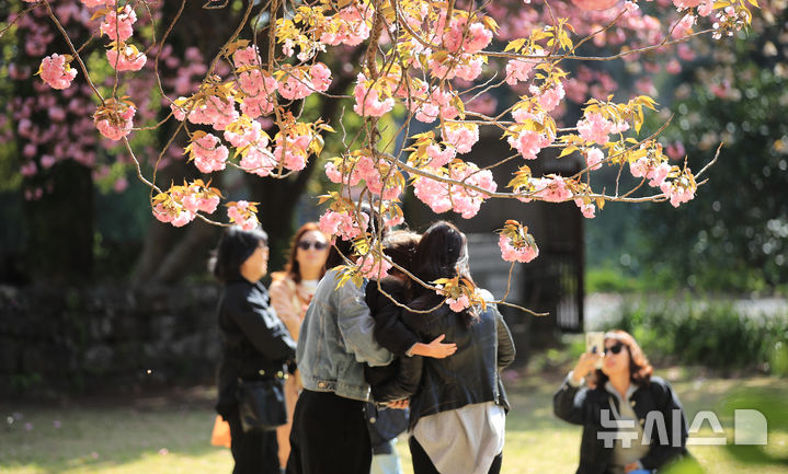 [제주=뉴시스] 우장호 기자 = 맑은 날씨를 회복한 14일 오전 제주 도내 대표적인 겹벚꽃 명소인 감사공 묘역을 찾은 관광객들이 휴대전화로 추억을 남기며 즐거운 시간을 보내고 있다. 2025.04.14. woo1223@newsis.com