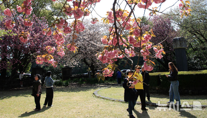 [제주=뉴시스] 우장호 기자 = 맑은 날씨를 회복한 14일 오전 제주 도내 대표적인 겹벚꽃 명소인 감사공 묘역을 찾은 관광객들이 휴대전화로 추억을 남기며 즐거운 시간을 보내고 있다. 2025.04.14. woo1223@newsis.com