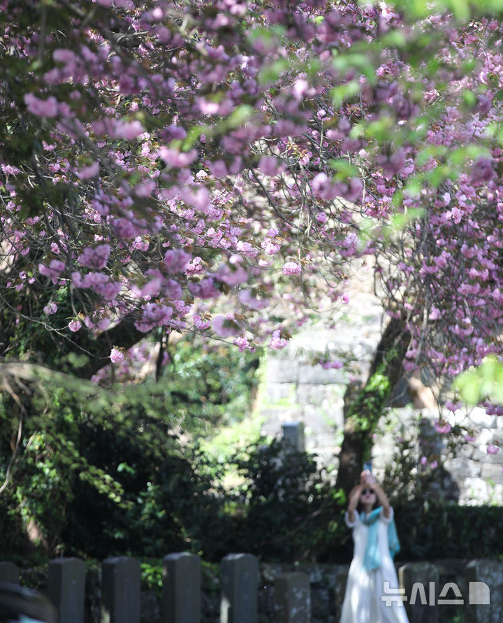 [제주=뉴시스] 우장호 기자 = 맑은 날씨를 회복한 14일 오전 제주 도내 대표적인 겹벚꽃 명소인 감사공 묘역을 찾은 관광객들이 휴대전화로 추억을 남기며 즐거운 시간을 보내고 있다. 2025.04.14. woo1223@newsis.com