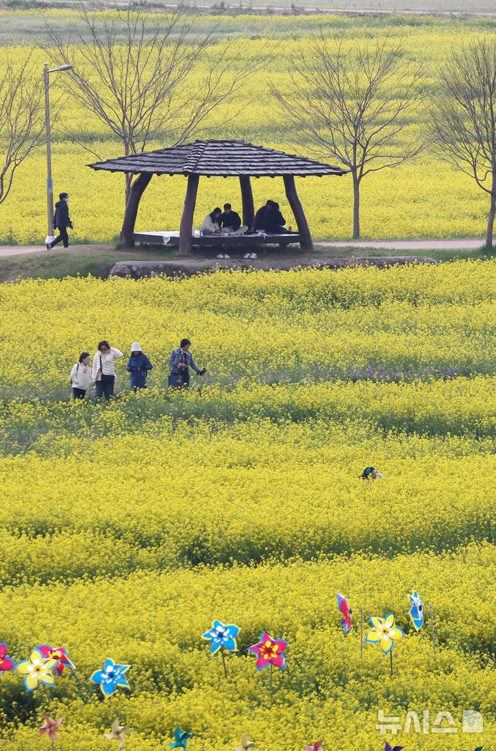 [부산=뉴시스] 하경민 기자 = 14일 부산 강서구 대저생태공원 유채꽃경관단지를 찾은 시민과 관광객들이 봄 나들이를 즐기고 있다. 2025.04.14. yulnetphoto@newsis.com