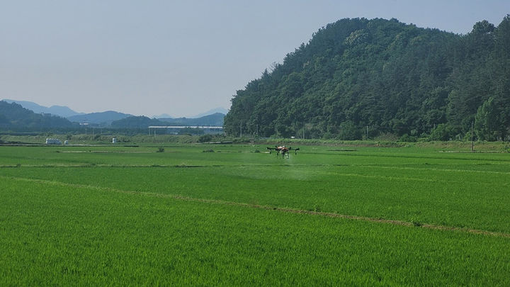 [진주=뉴시스]진주시, 진성온수들에서 무인항공기 활용 공동방제 모습.(사진=진주시 제공).2025.04.15.photo@newsis.com *재판매 및 DB 금지