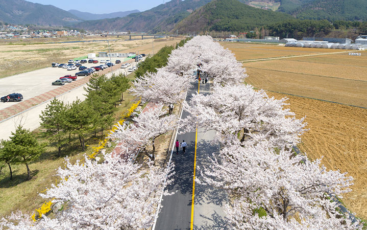 정선군 북평면 벚꽃 가로수 전경.(사진=정선군 제공) *재판매 및 DB 금지