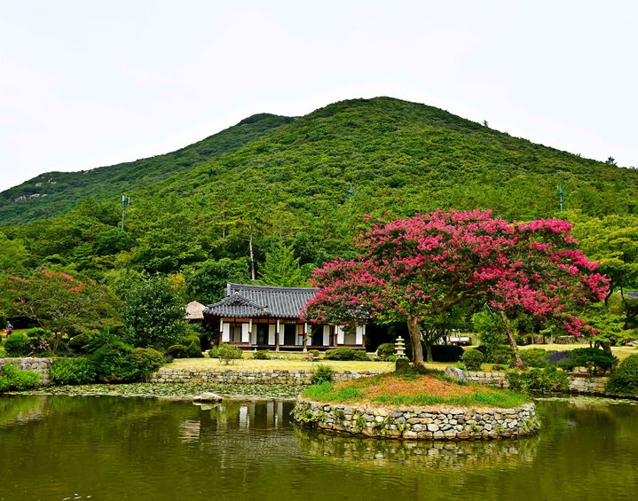 진도 운림산방 배롱나무. (사진=전남도 제공) *재판매 및 DB 금지