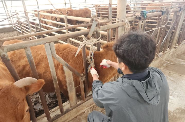 [합천=뉴시스] 경남 합천군은 4월 한달간 관내 소 사육농가를 대상으로 럼피스킨병 백신 일제접종을 실시하며 차단방역에 총력을 기울이고 있다고 15일 밝혔다. (사진=합천군 제공) 2025.04.15. photo@newsis.com *재판매 및 DB 금지