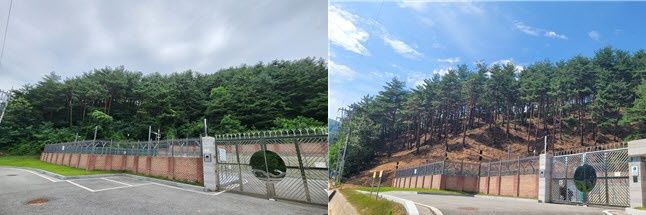[강릉=뉴시스] 숲 가꾸기 사업 전(왼쪽)과 후(오른쪽) 모습. (사진=강릉시 제공)photo@newsis.com *재판매 및 DB 금지