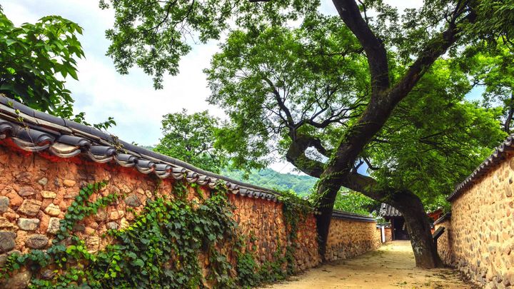 [산청=뉴시스] 산청 남사예담촌 부부 회화나무. (사진=산청군 제공) 2025.04.16. photo@newsis.com  *재판매 및 DB 금지