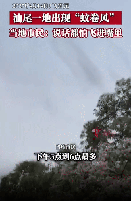 [서울=뉴시스] 중국에서 엄청난 수의 모기떼가 나타나 주민들이 불편함을 호소하고 있다. (사진=환치우왕) *재판매 및 DB 금지