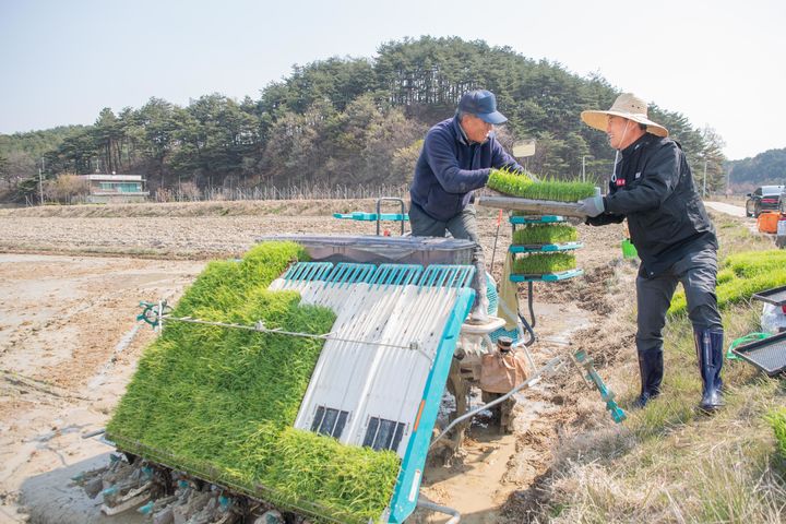 [고성=뉴시스]  16일 간성읍 교동리 함종운씨 논에서 올해 첫 모내기를 하고 있다.(사지=고성군 제공) photo@newsis.com *재판매 및 DB 금지