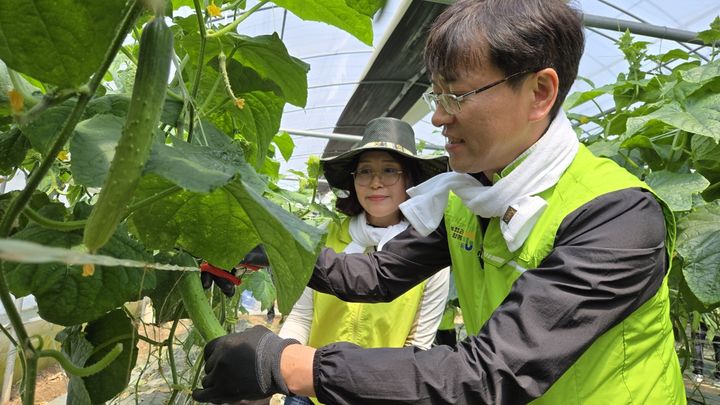 16일 이광일 농협 전남본부장이 16일 시·군지부장 등과 함께 고흥군 스마트팜 농가를 찾은 가운데 오이 수확 일손을 거들고 있다. (사진=전남농협 제공) photo@newsis.com *재판매 및 DB 금지