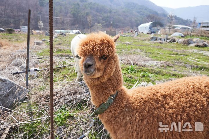 [광주=뉴시스] 화순군은 17일 구제역 여파로 '2025 화순봄꽃축제'의 '알파카 체험존'을 제외키로 했다고 밝혔다. (사진=화순군 제공). 2025.04.16. photo@newsis.com *재판매 및 DB 금지