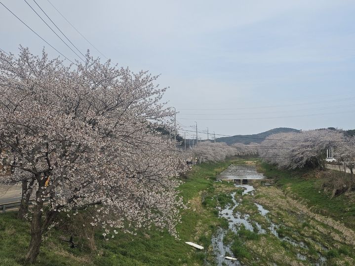 대전·세종·충남 가끔 구름 많고 충남북부 5㎜ 미만 비