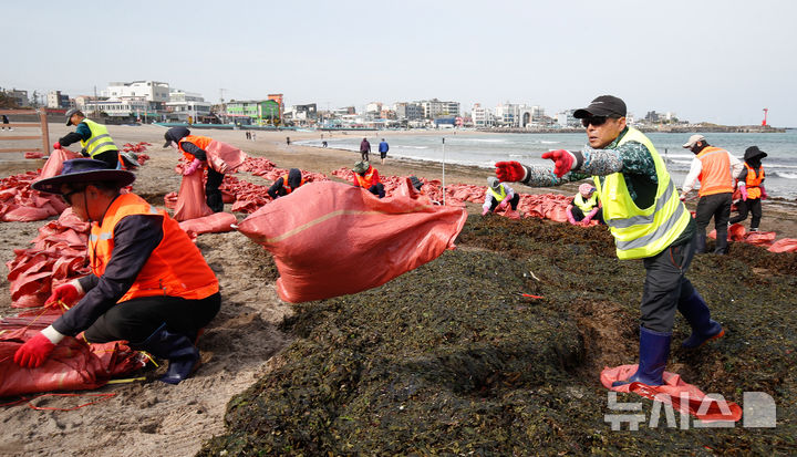 [제주=뉴시스] 우장호 기자 = 강한 바람이 부는 16일 오전 제주시 이호테우해수욕장에서 '제주시 바다환경지킴이' 회원들이 밤사이 해변으로 떠밀려온 미역을 수거하고 있다. 2025.04.16. woo1223@newsis.com