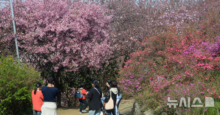 [전주=뉴시스] 김얼 기자 = 완연한 봄 날씨가 이어지고 있는 16일 전북 전주시 완산칠봉 꽃동산에 봄 꽃들이 개화하기 시작했다. 2025.04.16. pmkeul@newsis.com