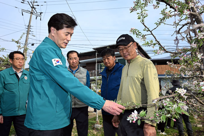 [밀양=뉴시스] 안병구 시장이 얼음골 사과 농가를 방문해 냉해 피해 상태를 살피고 있다. (사진=밀양시 제공) 2025.04.17. photo@newsis.com *재판매 및 DB 금지