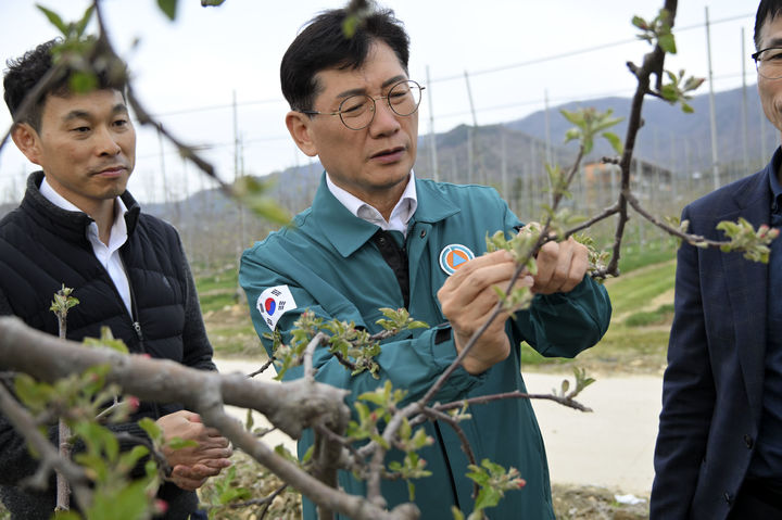 최훈식 장수군수가 과수 개화기 저온피해 상황을 점검하고 있다. (사진=장수군 제공)2025.04.17. *재판매 및 DB 금지