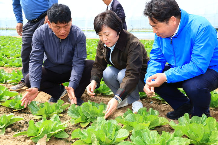 [세종=뉴시스]송미령 농림축산식품부 장관이 17일 충남 아산시 배방읍에 위치한 노지 봄배추 재배현장을 찾아 생육상황을 점검하고 있다. (사진=농식품부 제공) *재판매 및 DB 금지